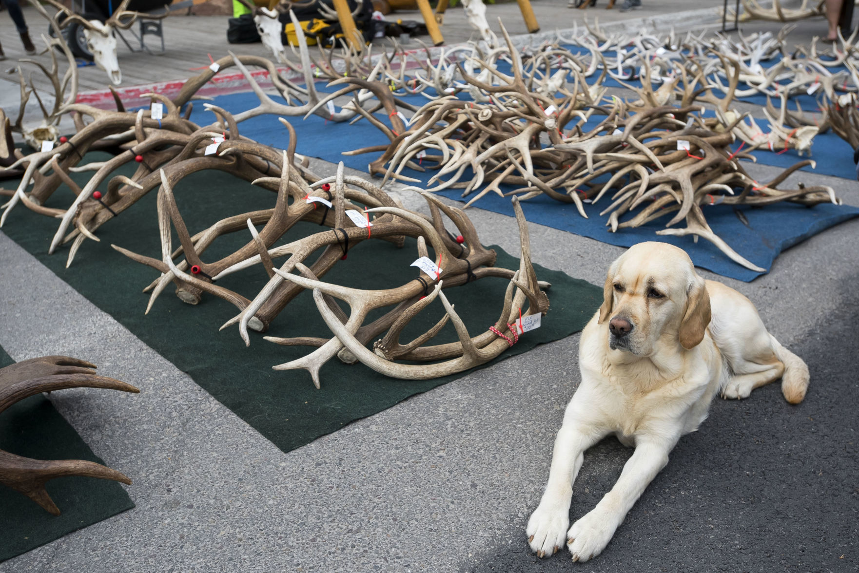 ElkFest